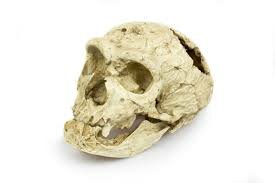 L’APARICIÓ DE L’HOMO SAPIENS, 2,5 milions d’anys