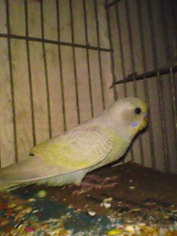 el nuevo integrante de la familia