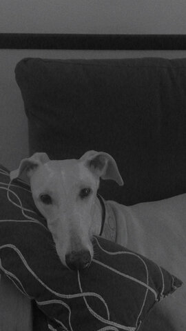 Naixement de la meva gosa Freya