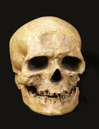 Hombre de Cromañón