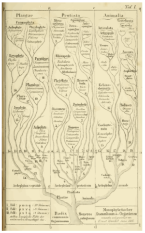 Ernst Haeckel publica el "primer" árbol filogenético