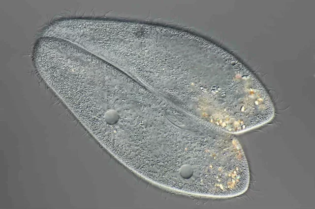 The development of the cell theory