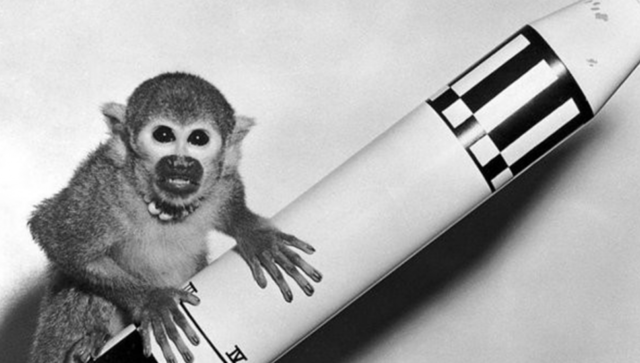 First animal in space