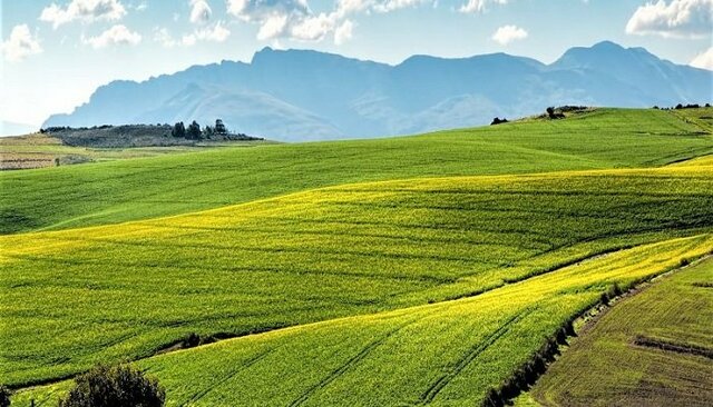Rotación Trienal en agricultura