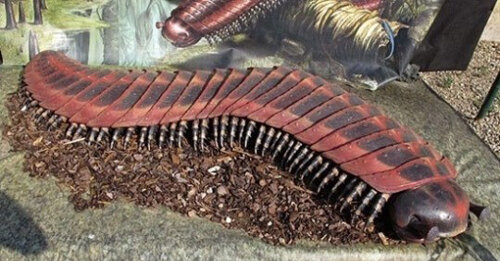 Arthropleura