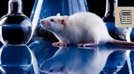 Timeline: Tendencia Al Reemplazo De Animales De Experimentación