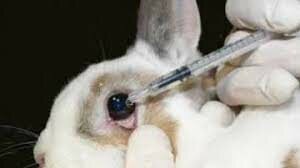 Prueba De Toxicidad Aguda En Conejos