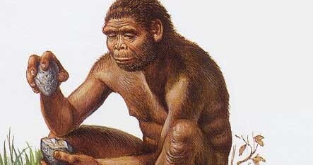 Homo Habilis