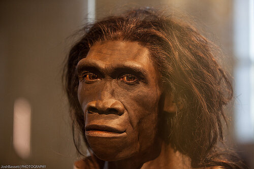 La posizione eretta: l'homo erectus