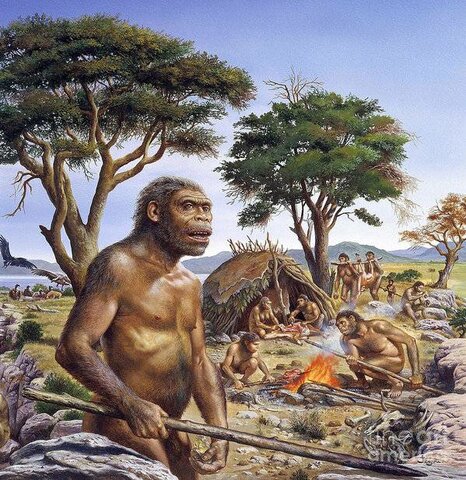 Homo Erectus