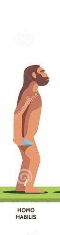 HOMO HABILIS