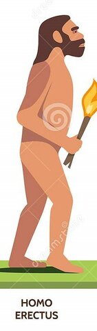 homo erectus