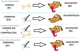 Pavlov y los estímulos.