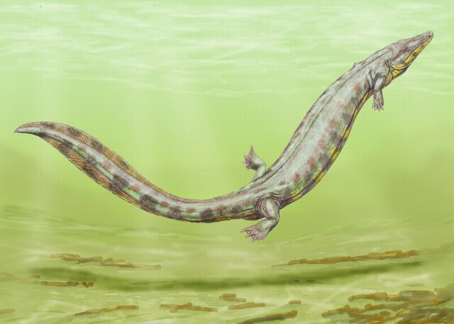 Esimesed kahepaiksed