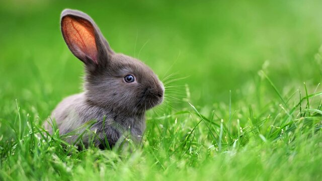 Esimesed jäneselised