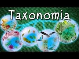 Taxonomía de las enfermedades