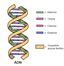 Modelo del Adn