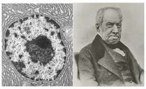 Descubren el núcleo de la célula