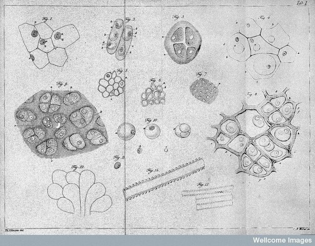 Los animales también están compuestos de células