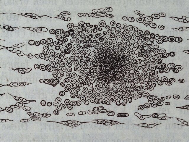 Descubren como se reproducen las células