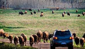 Elk Island National Park