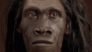 homo erectus