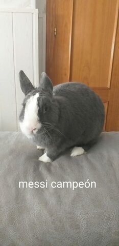 Llegada de las patatas a Europa