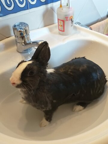 Macdonals estrena las patatas chips