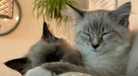 Timeline: Test