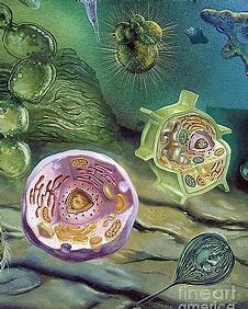 Mitmerakuliste organismide teke