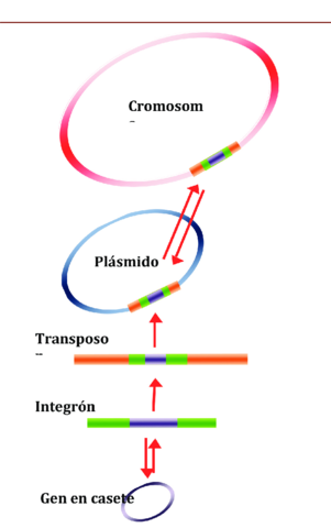 Elements genètics mòbils