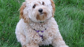 Timeline: Pius Family