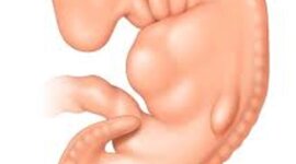 Timeline: prenatal development