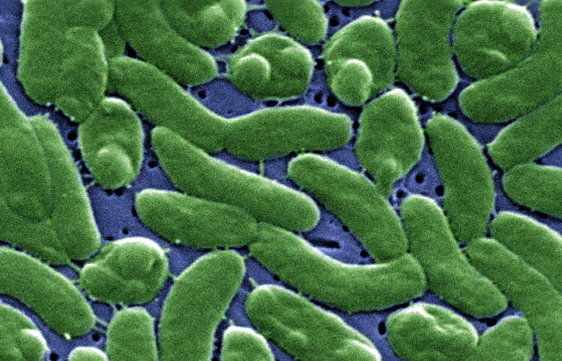 Descubrimiento de las bacterias y de los protozoos