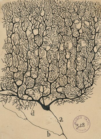 Descubrimiento de las neuronas