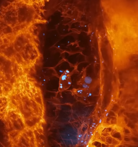 Capacidad de observar y grabar el movimiento de células en el interior de un organismo