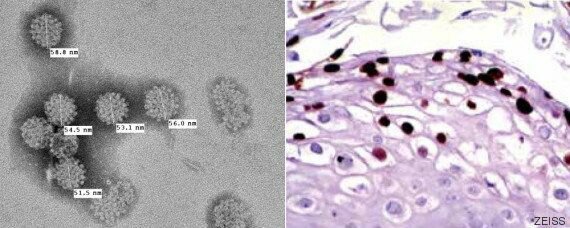 Primer estudio microscópico de células vivas.