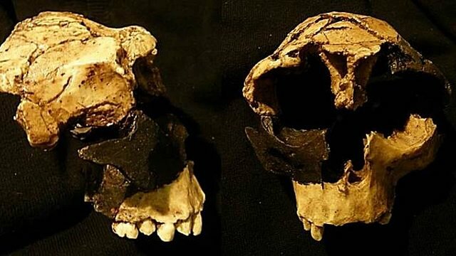 Homo Antecessor (encontrado en la gran Dolina de Atapuerca)