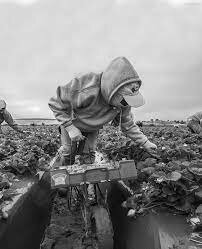 Desarrollo sectorial e institucional