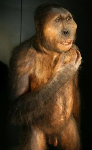 División de los primeros ancestros prehomínidos.