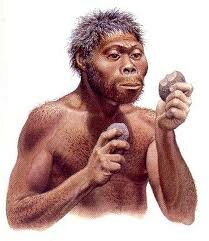 (Homo habilis).