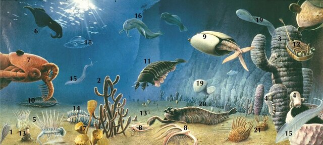 Cambrian
