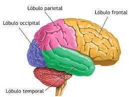 En los 60 surge la neuroeducacion.