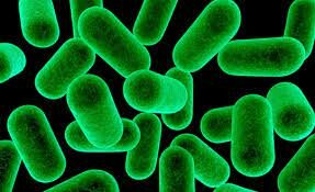 Organismes unicel·lular