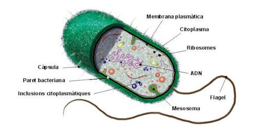 Organismes unicel·lulars