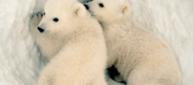 Aparició dels mamífers