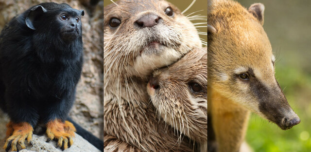 aparició del mamífer