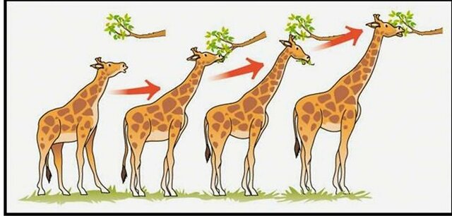 Herencia de caracteres adquiridos