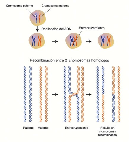 Recombinación genética