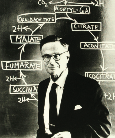 Krebs cycle